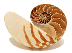 nautilus